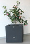 Groes Pflanzgef (Clematis) mit 2x Wand-Clip 